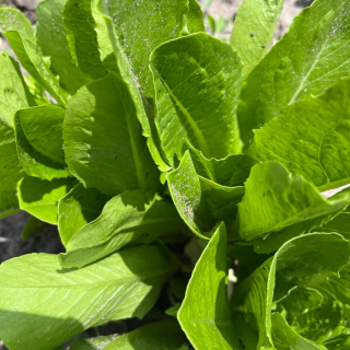 Салат Патриция Глобал