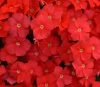 (п.ф.) Флокс Центури Скарлет F1,