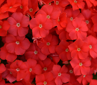 (п.ф.) Флокс Центури Скарлет F1,