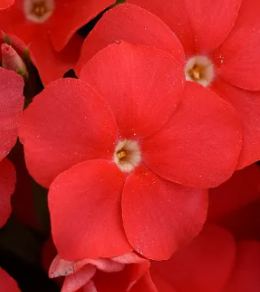 (п.ф.) Флокс Центури Скарлет F1,