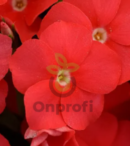 (п.ф.) Флокс Центури Скарлет F1,