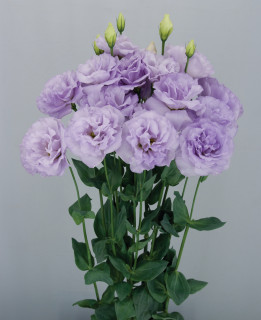 (п.ф.) Эустома Алисса I Лаванда F1,