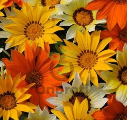 (п.ф.) Гацания Нью Дей Микс Санни Сайд Ап F1, 100 шт (№5-80)