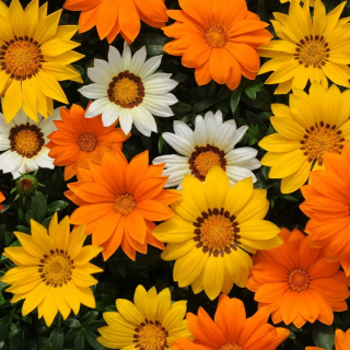 (п.ф.) Гацания Нью Дей Микс Санни Сайд Ап F1, 100 шт (№5-80)