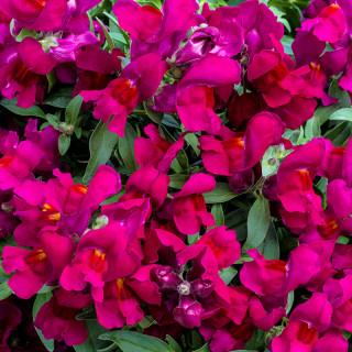 (п.ф.) Львиный зев Кэнди Шауерс Дип Парпл,