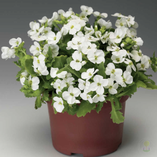 (п.ф.) Арабис Кавказский Литл треже Вайт,