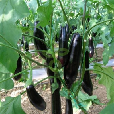 Баклажан Анамур F1,