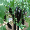 Баклажан Анамур F1,