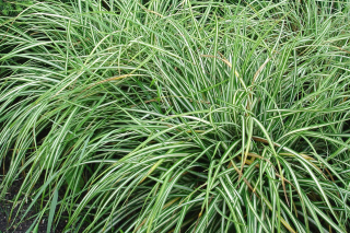 (п.ф.) Осока Лив Вайэ F1,