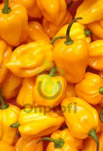 (м.ф.) Перец острый Хабанеро желтый, 6шт