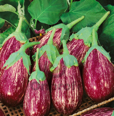 Баклажан Матросик, 0,5гр (фасовка)