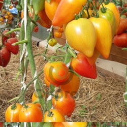 Томат Похвала Марины, 0,5гр (фасовка)