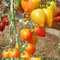 Томат Похвала Марины, 0,5гр (фасовка)