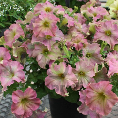 (п.ф.) Петуния Софистика Антик Шейдес F1, 100 шт (№9-4-41)