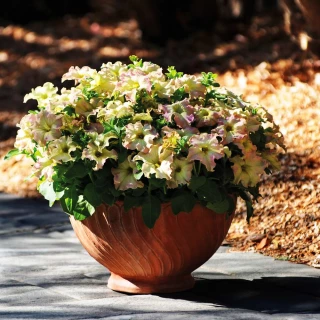 (п.ф.) Петуния Софистика Антик Шейдес F1, 100 шт (№9-4-41)