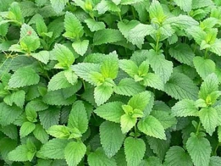 (м.ф.) Мелисса Махито, 3г