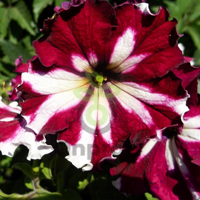 (п.ф.) Петуния Кан Кан Арлекин Бургунди,