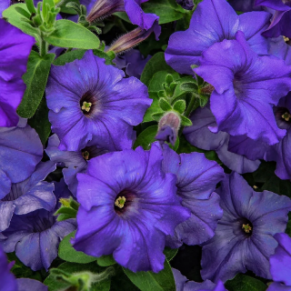 (п.ф.) Петуния Трилоджи Блю,