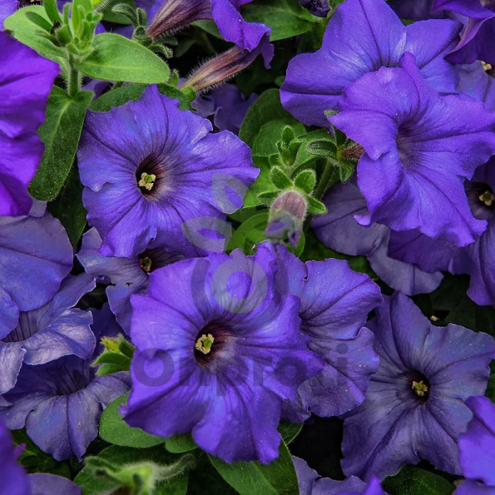 (п.ф.) Петуния Трилоджи Блю, 100 шт (№9-1-59)