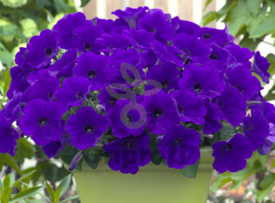 (п.ф.) Петуния Трилоджи Блю, 100 шт (№9-1-59)