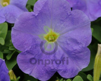 (п.ф.) Петуния Карпет Скай Блю F1, 100 шт (№9-5-41)