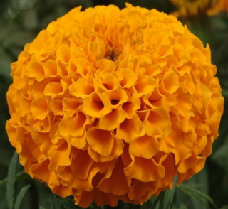 (п.ф.) Бархатцы Антигуа Оранж F1,