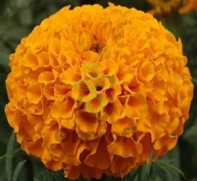 (п.ф.) Бархатцы Антигуа Оранж F1,