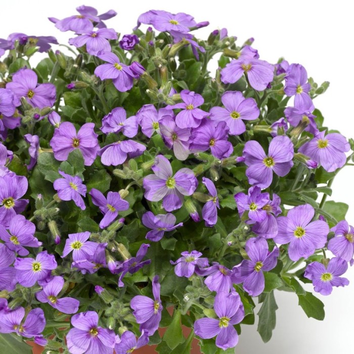 (п.ф.) Обриета Одри Скай Блю, 1000 шт (№6-496)