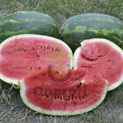 Арбуз Юкон,