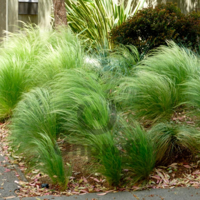 (п.ф.) Осока Пони Таилс F1,