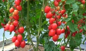 Томат Принц Боргезе, 0,5гр (фасовка)