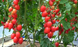 Томат Принц Боргезе, 0,5гр (фасовка)