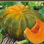 Тыква Мускатная Мускадэ Агро,