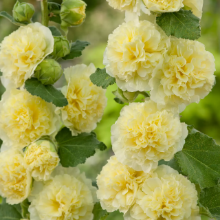 (п.ф.) Шток-роза Банана, 100 шт