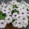 (п.ф.) Петуния Изи Вейв Сильвер F1, 100 драже (№9-1-42)