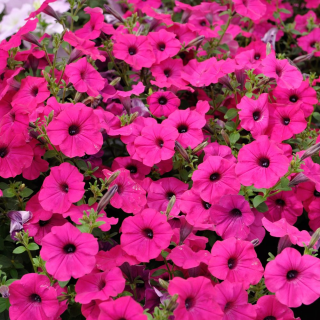 (п.ф.) Петуния Тайдал Вейв Парпл F1, 3 шт (фасовка)