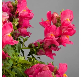 (п.ф.) Львиный зев Снапшот Роуз, 1000 шт (№6-73)