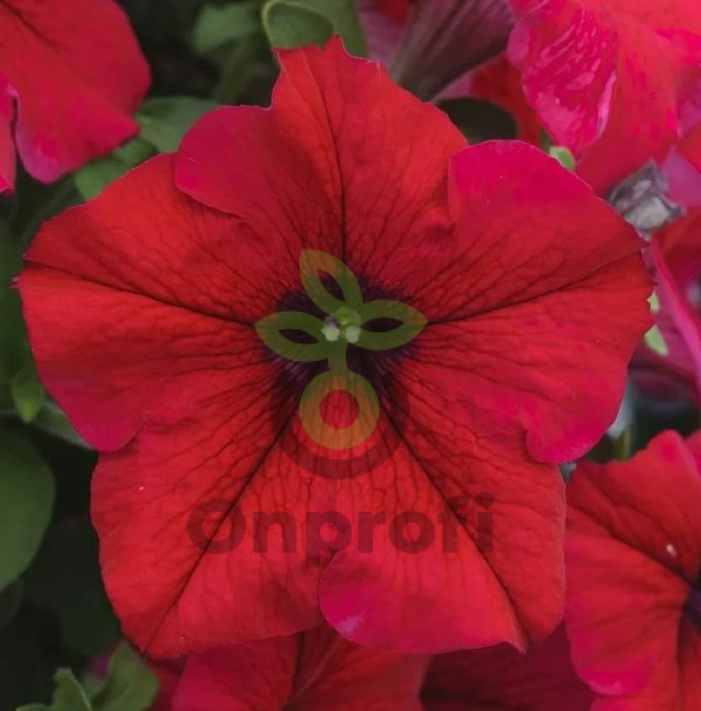 (п.ф.) Петуния Капри Ред, 100 шт (№9-4-105) Поиск