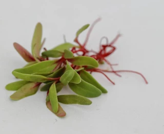 Микрозелень Мангольд Красный Гранат, 10 гр