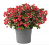 (п.ф.) Бегония Викинг Эксплорер Ред он Грин F1,