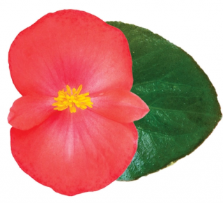 (п.ф.) Бегония Викинг Эксплорер Ред он Грин F1,