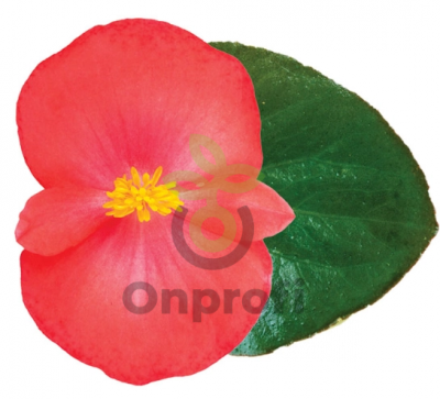 (п.ф.) Бегония Викинг Эксплорер Ред он Грин F1,