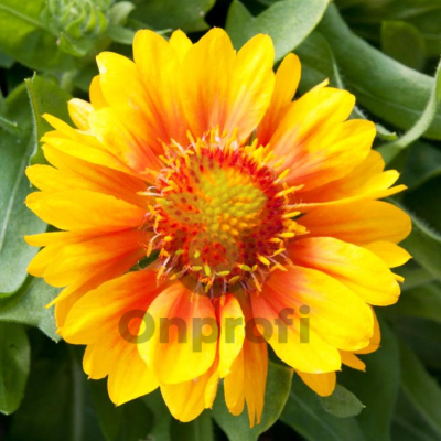 (п.ф.) Гайлардия Меса Пич F1,