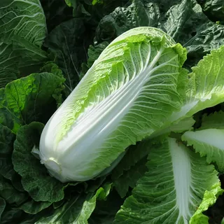 Капуста пекинская Спринкин, 100шт (фасовка)