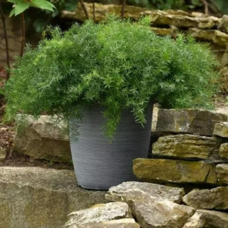 (п.ф.) Аспарагус Фази Ферн Фриз,