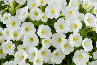 (п.ф.) Петуния Пендолино Вайт,