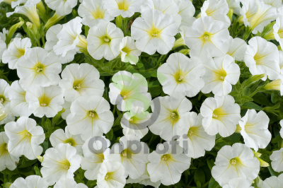 (п.ф.) Петуния Пендолино Вайт,