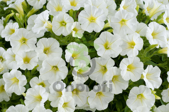 (п.ф.) Петуния Пендолино Вайт,