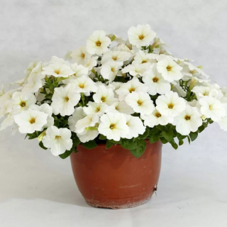 (п.ф.) Петуния Пендолино Вайт,