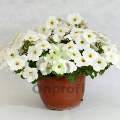 (п.ф.) Петуния Пендолино Вайт,